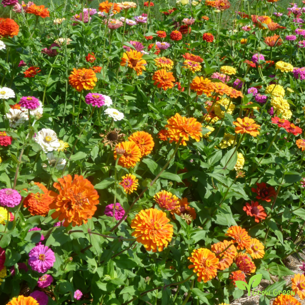 30 seeds of Mix Colour Zinnia - ZINNIA ELEGANS + Gift 5 seeds of Sunflower