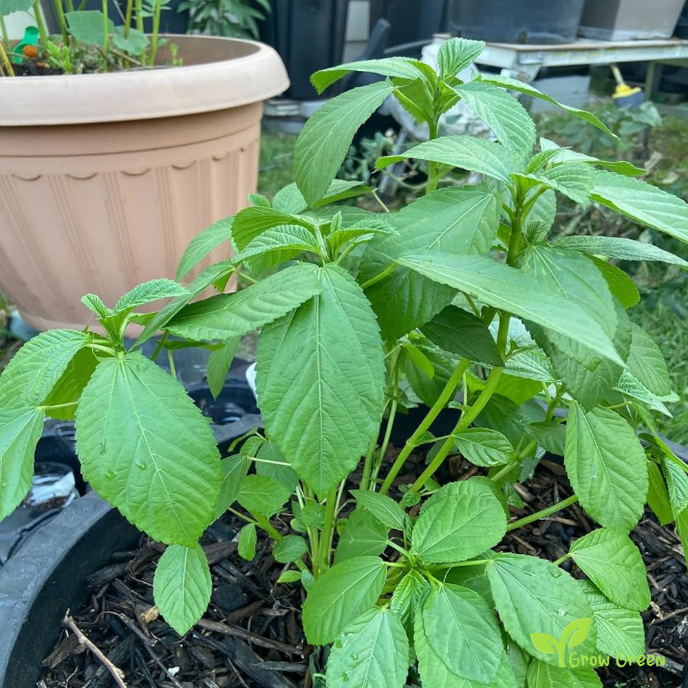 10 seeds of Jute Mallow - SPINACIA OLERACEA - Molokhia + Gift 5 seeds of Sunflower