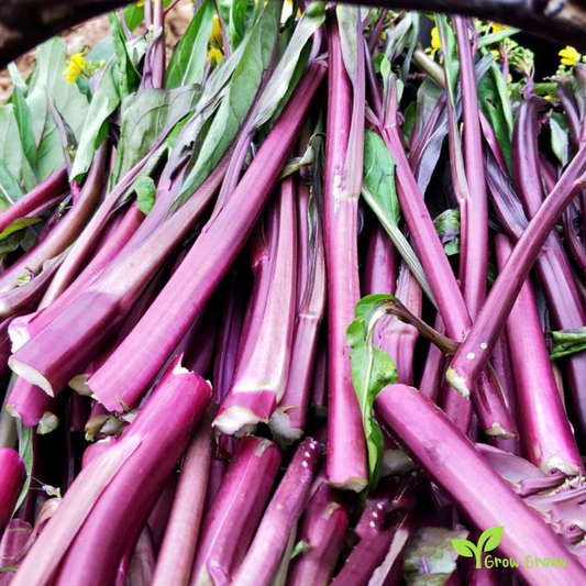 30 seeds of Red Chinese Broccoli - BRASSICA OLERACEA + Gift 5 seeds of Sunflower
