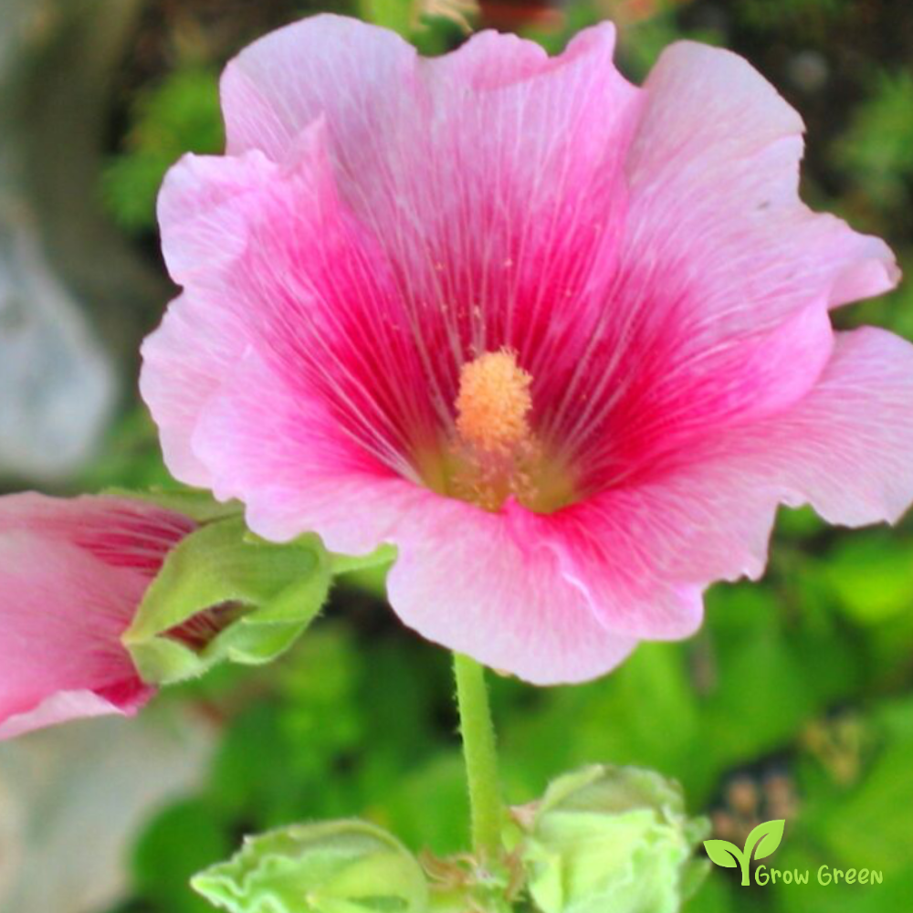 20 seeds of Malva - MALVA TRIMESTRIS - Althaea- Lavatera + Gift 5 seeds of Sunflower