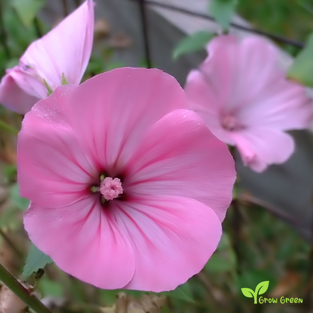 20 seeds of Malva - MALVA TRIMESTRIS - Althaea- Lavatera + Gift 5 seeds of Sunflower
