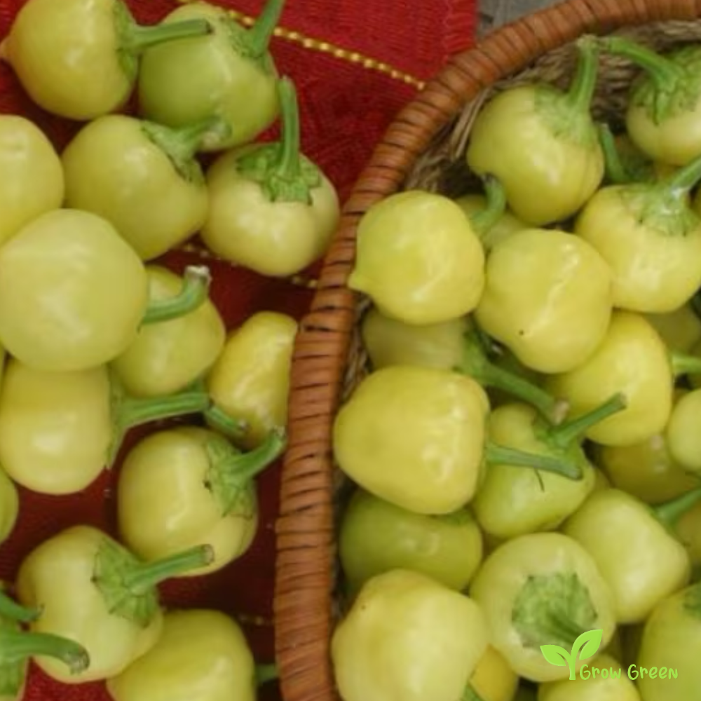 20 seeds of Tobacco - NICOTIANA RUSTICA + Gift 5 seeds of Sunflower