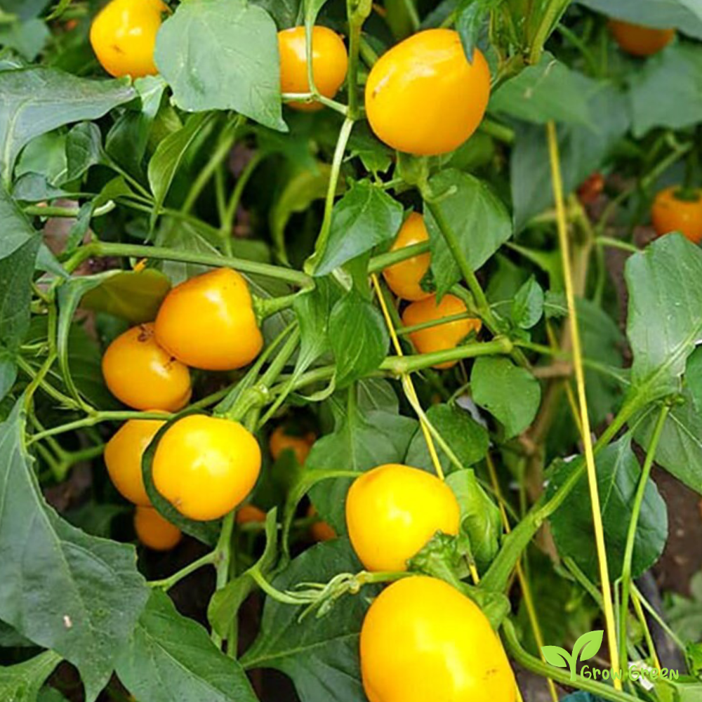 20 seeds of Tobacco - NICOTIANA RUSTICA + Gift 5 seeds of Sunflower