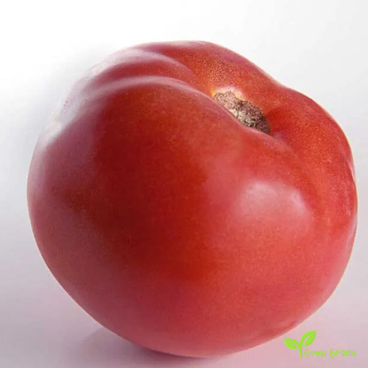 10 seeds of Bononya Tomato - SOLANUM LYCOPERSICUM + Gift 5 seeds of Sunflower