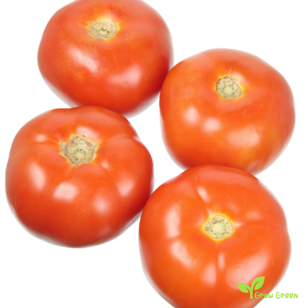 10 seeds of Bononya Tomato - SOLANUM LYCOPERSICUM + Gift 5 seeds of Sunflower