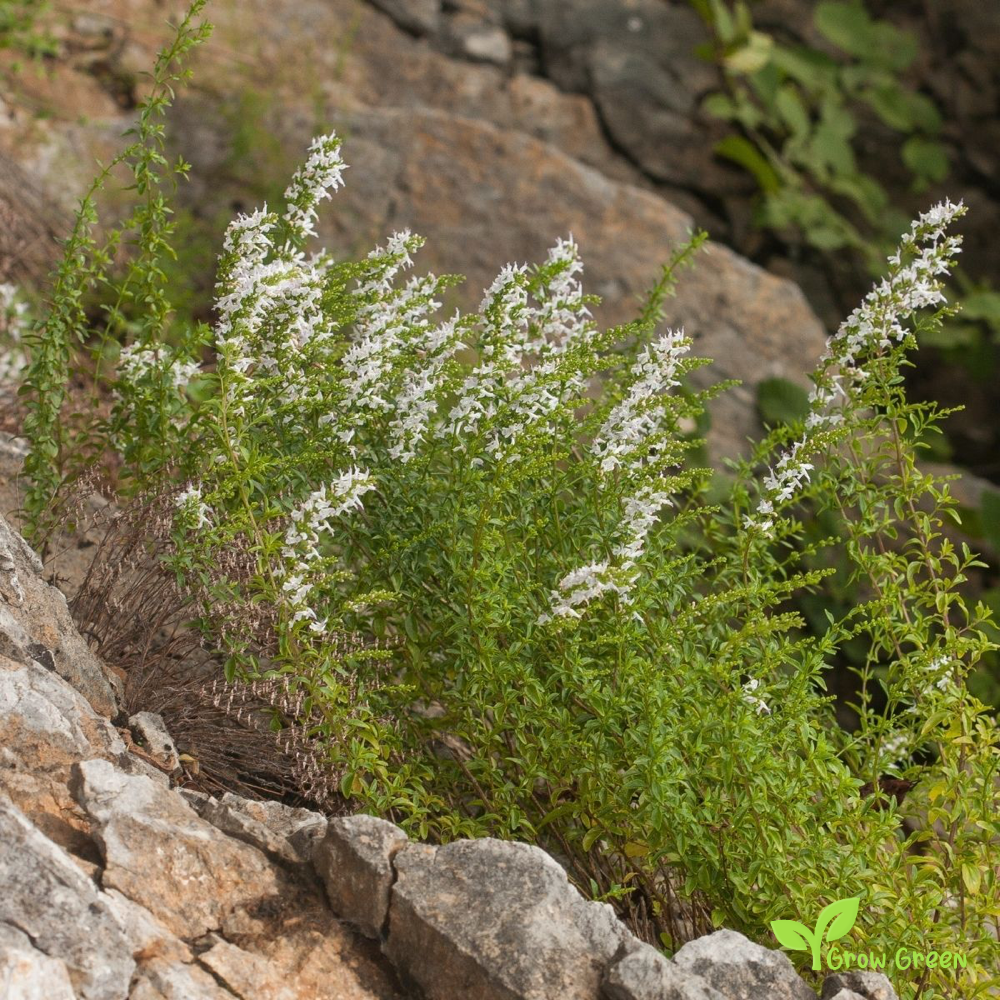 20 seeds of Balkan Mint - MICROMERIA THYMIFOLIA + Gift 5 seeds of Sunflower