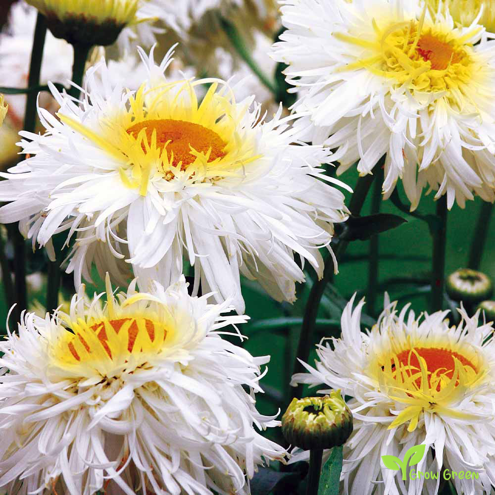 10 seeds of Ox Eye Crazy Daisy - LEUCANTHEMUM VULGARE - Oxeye + Gift 5 seeds of Sunflower