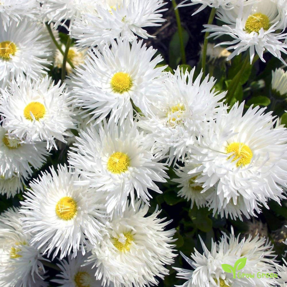 10 seeds of Ox Eye Crazy Daisy - LEUCANTHEMUM VULGARE - Oxeye + Gift 5 seeds of Sunflower