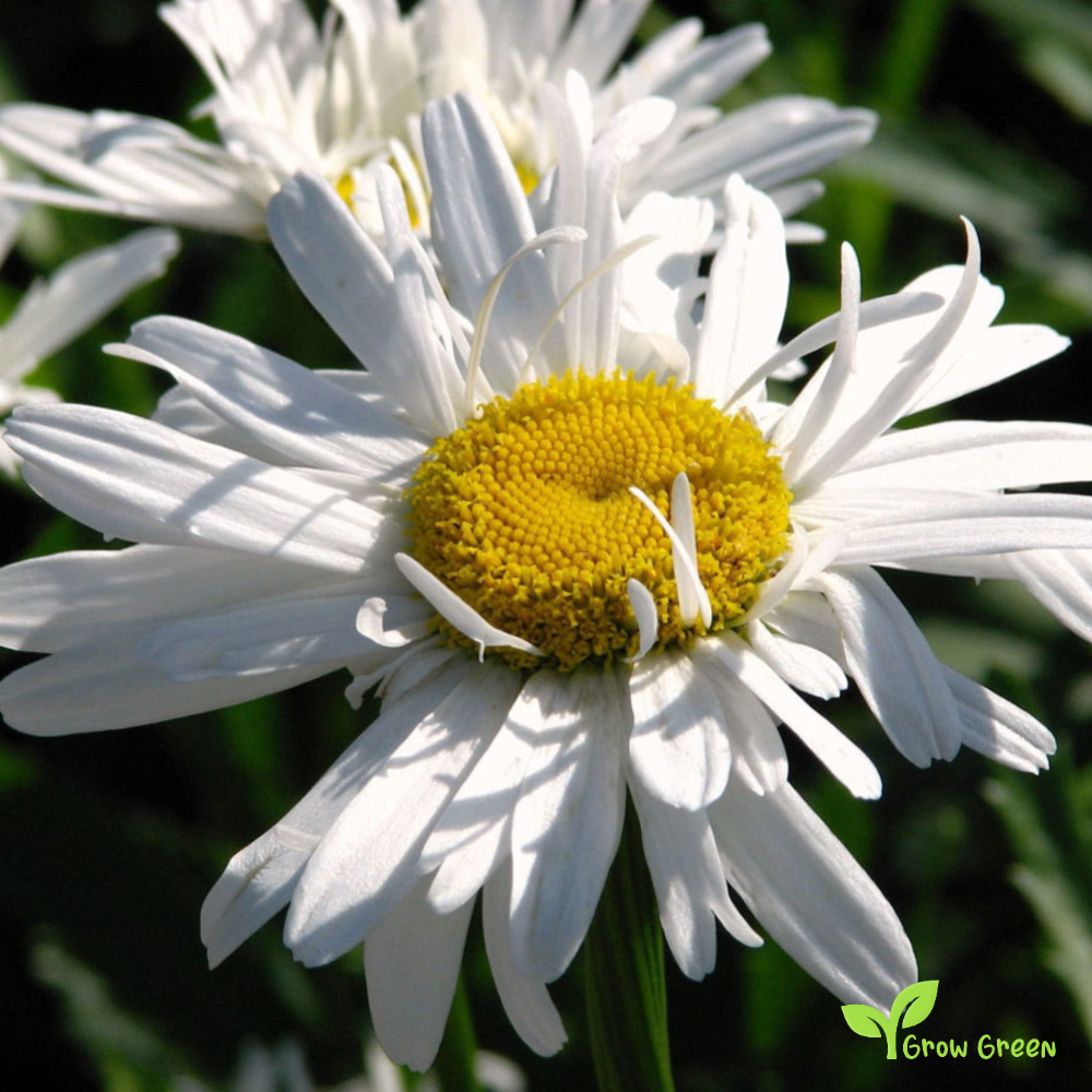 10 seeds of Ox Eye Crazy Daisy - LEUCANTHEMUM VULGARE - Oxeye + Gift 5 seeds of Sunflower