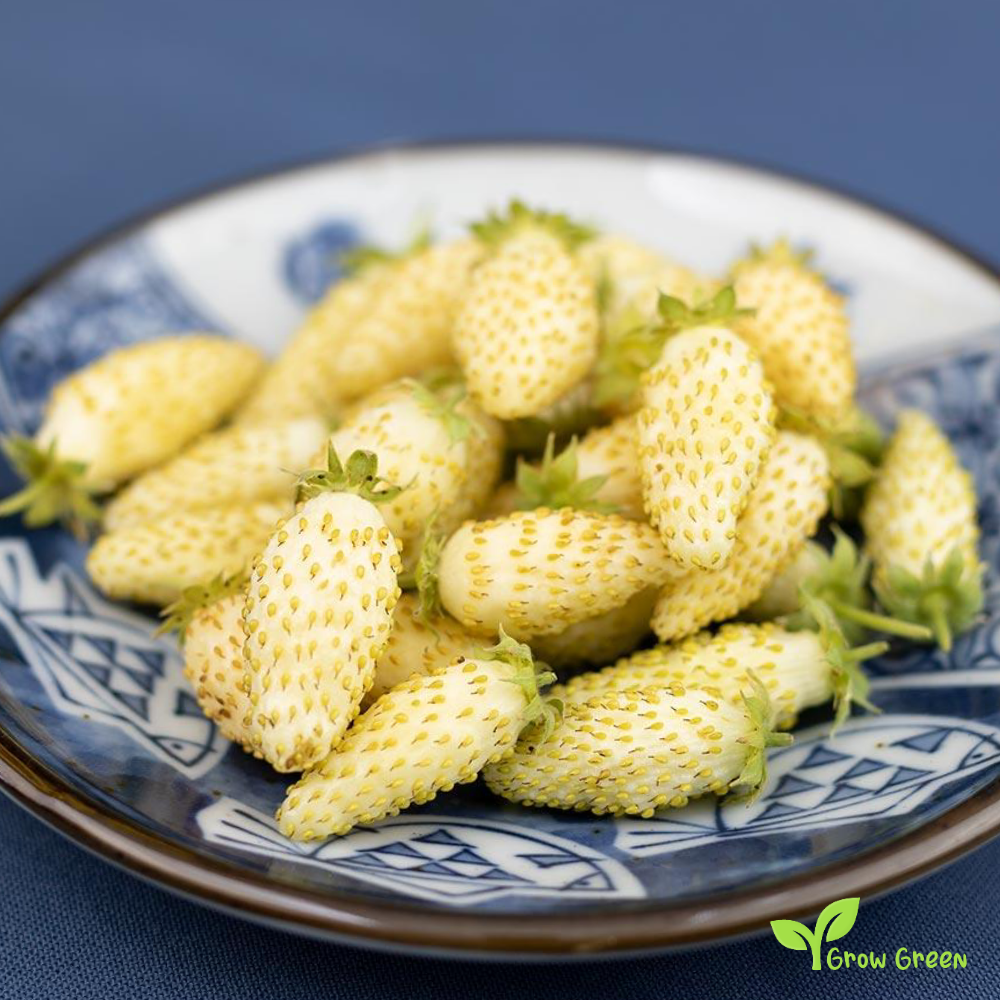 10 seeds of Alpine Strawberry - FRAGARIA VESCA - White + Gift 5 seeds of Sunflower