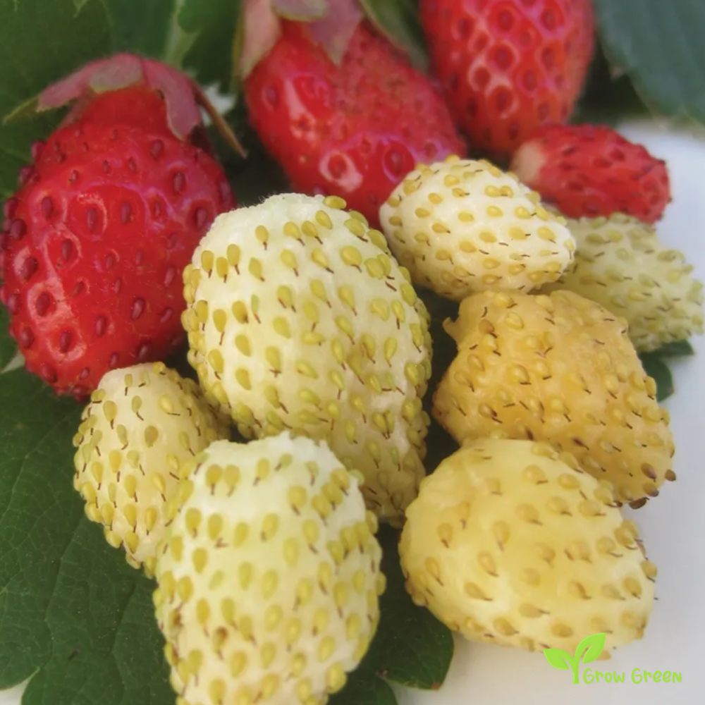10 seeds of Alpine Strawberry - FRAGARIA VESCA - White + Gift 5 seeds of Sunflower