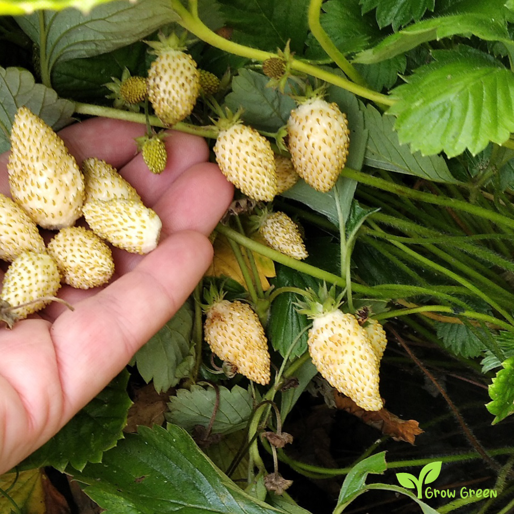 10 seeds of Alpine Strawberry - FRAGARIA VESCA - White + Gift 5 seeds of Sunflower