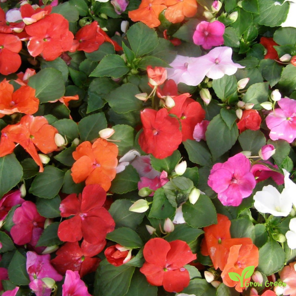 20 seeds of Busy Lizzie - IMPATIENS WALLERIANA + Gift 5 seeds of Sunflower