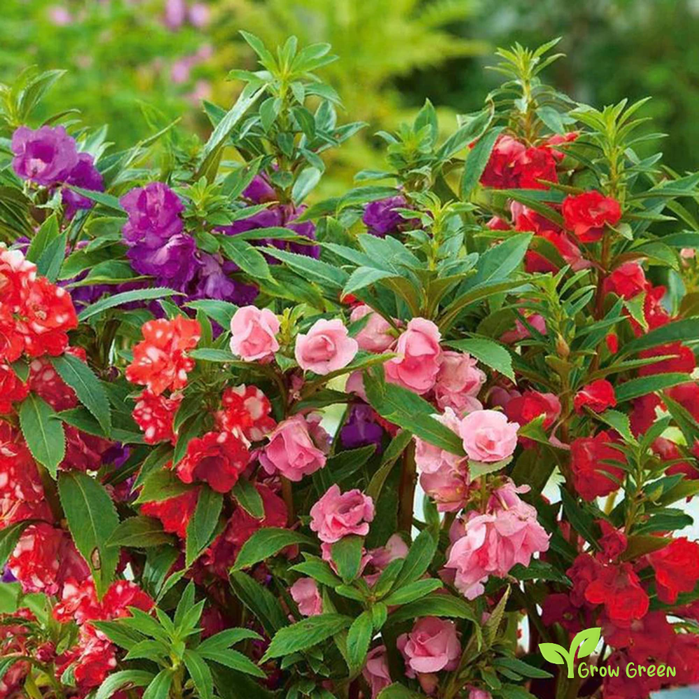 5 seeds of Garden Balsam - IMPATIENTS BALSAMINA + Gift 5 seeds of Sunflower