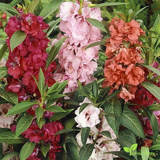 5 seeds of Garden Balsam - IMPATIENTS BALSAMINA + Gift 5 seeds of Sunflower