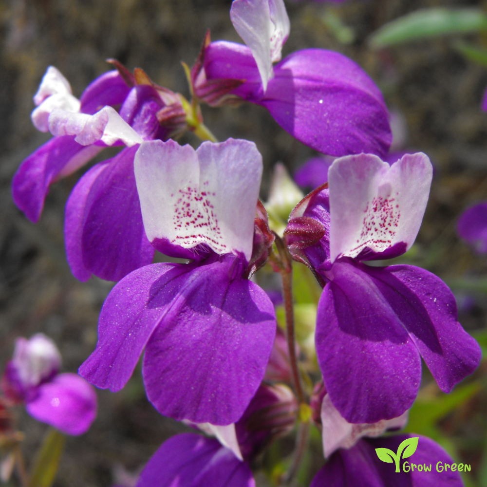 20 seeds of Purple Chinese Houses - COLLINSIA HETEROPHYLLA + Gift 5 seeds of Sunflower