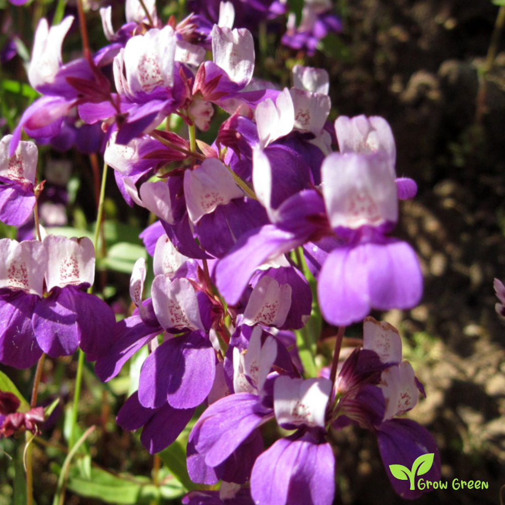 20 seeds of Purple Chinese Houses - COLLINSIA HETEROPHYLLA + Gift 5 seeds of Sunflower
