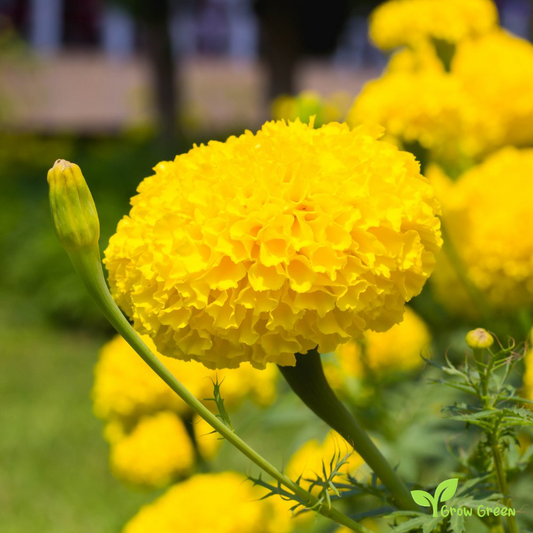 30 seeds of Yellow African Marigold - TAGETES ERECTA + Gift 5 seeds of Sunflower