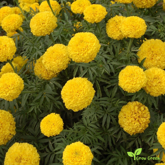 30 seeds of Yellow African Marigold - TAGETES ERECTA + Gift 5 seeds of Sunflower
