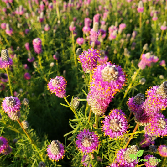 20 seeds of Purple Prairie Clover - DALEA PURPUREA + Gift 5 seeds of Sunflower