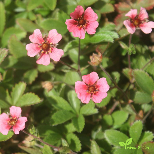20 seeds of Nepal Cinquefoil - POTENTILLA NEPALENSIS + Gift 5 seeds of Sunflower