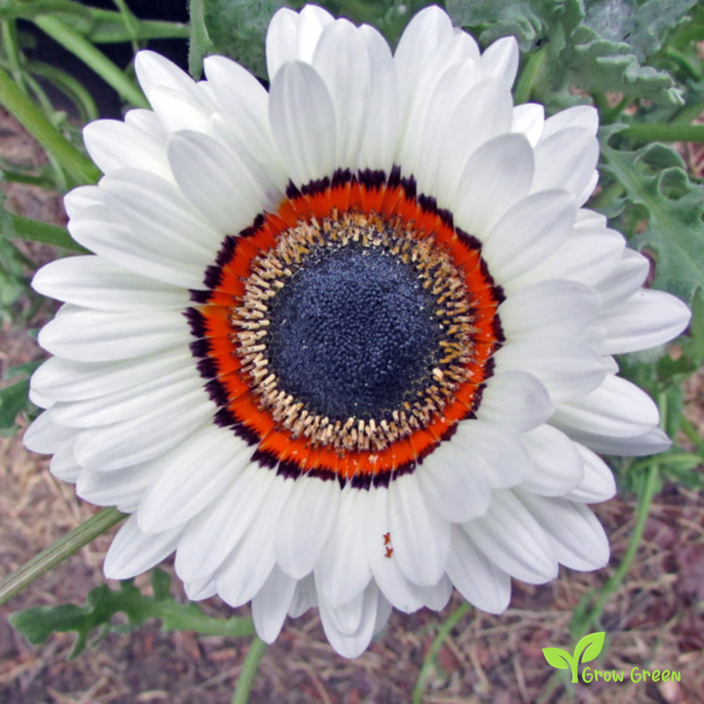 20 seeds of Monarch of the Veldt - ARCTOTIS FASTUOSA + Gift 5 seeds of Sunflower