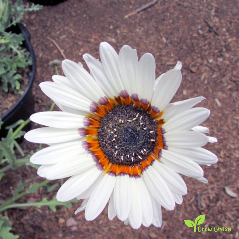 20 seeds of Monarch of the Veldt - ARCTOTIS FASTUOSA + Gift 5 seeds of Sunflower