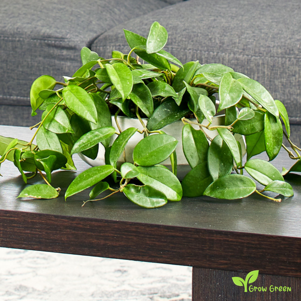 1 Unrooted cutting node of Porcelain Flower - HOYA CARNOSA - Wax Plant + Gift 5 seeds of Sunflower