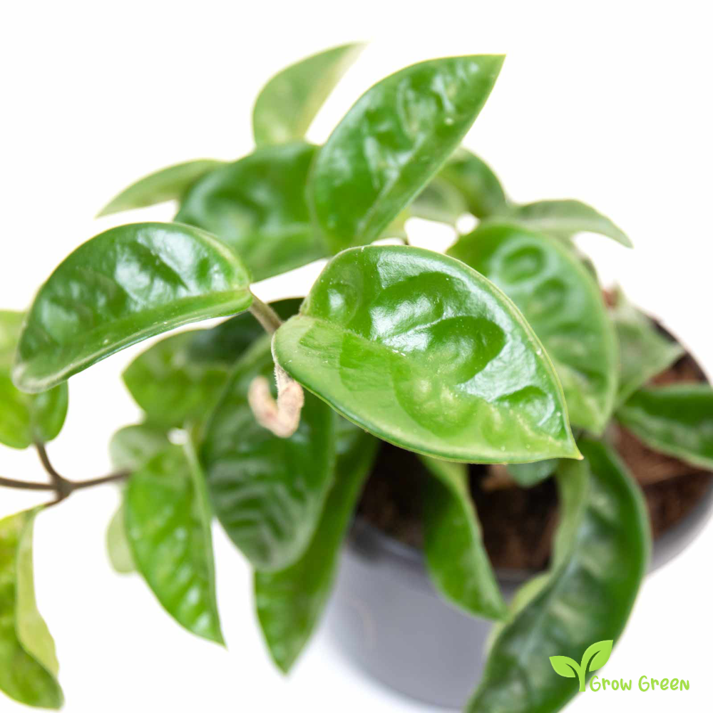 1 Unrooted cutting node of Porcelain Flower - HOYA CARNOSA - Wax Plant + Gift 5 seeds of Sunflower