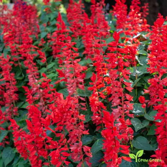 20 seeds of Scarlet Sage - SALVIA COCCINEA + Gift 5 seeds of Sunflower