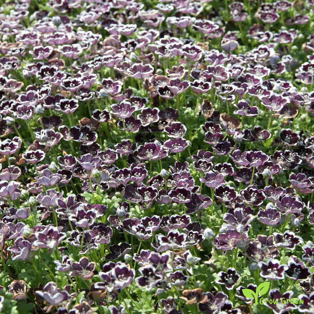 20 seeds of Pennie Black - NEMOPHILA DISCOIDALIS + Gift 5 seeds of Sunflower