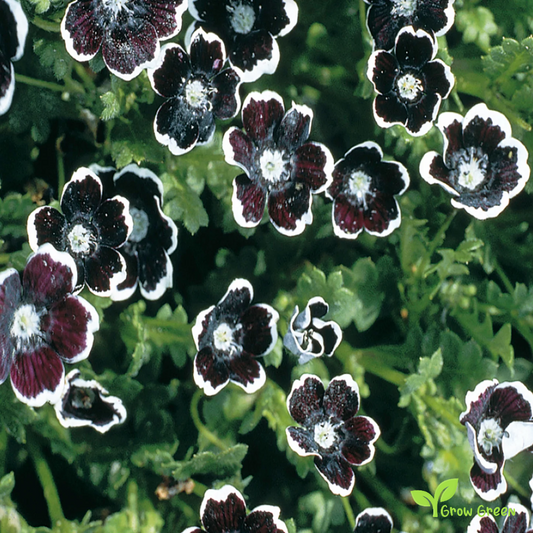 20 seeds of Pennie Black - NEMOPHILA DISCOIDALIS + Gift 5 seeds of Sunflower