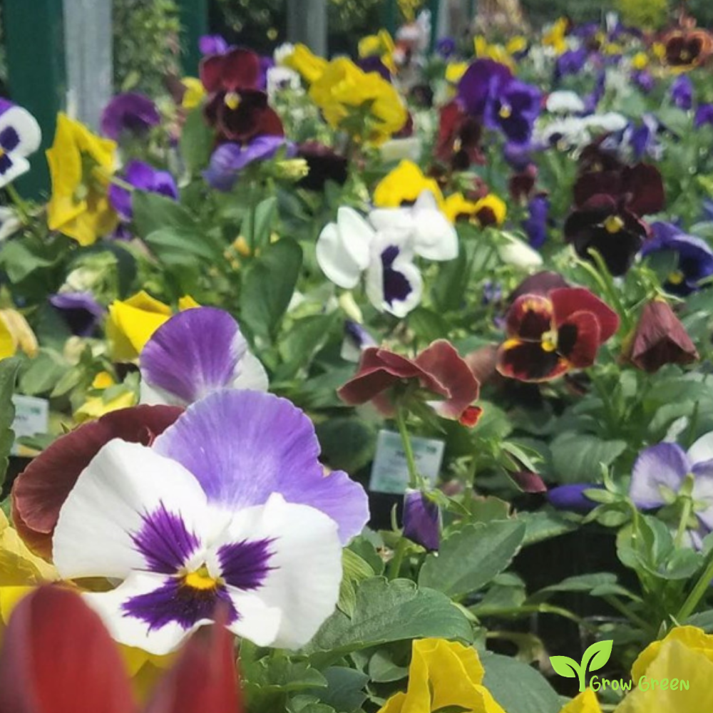 20 seeds of Garden Pansy Orange - VIOLA WITTROCKIANA + Gift 5 seeds of Sunflower