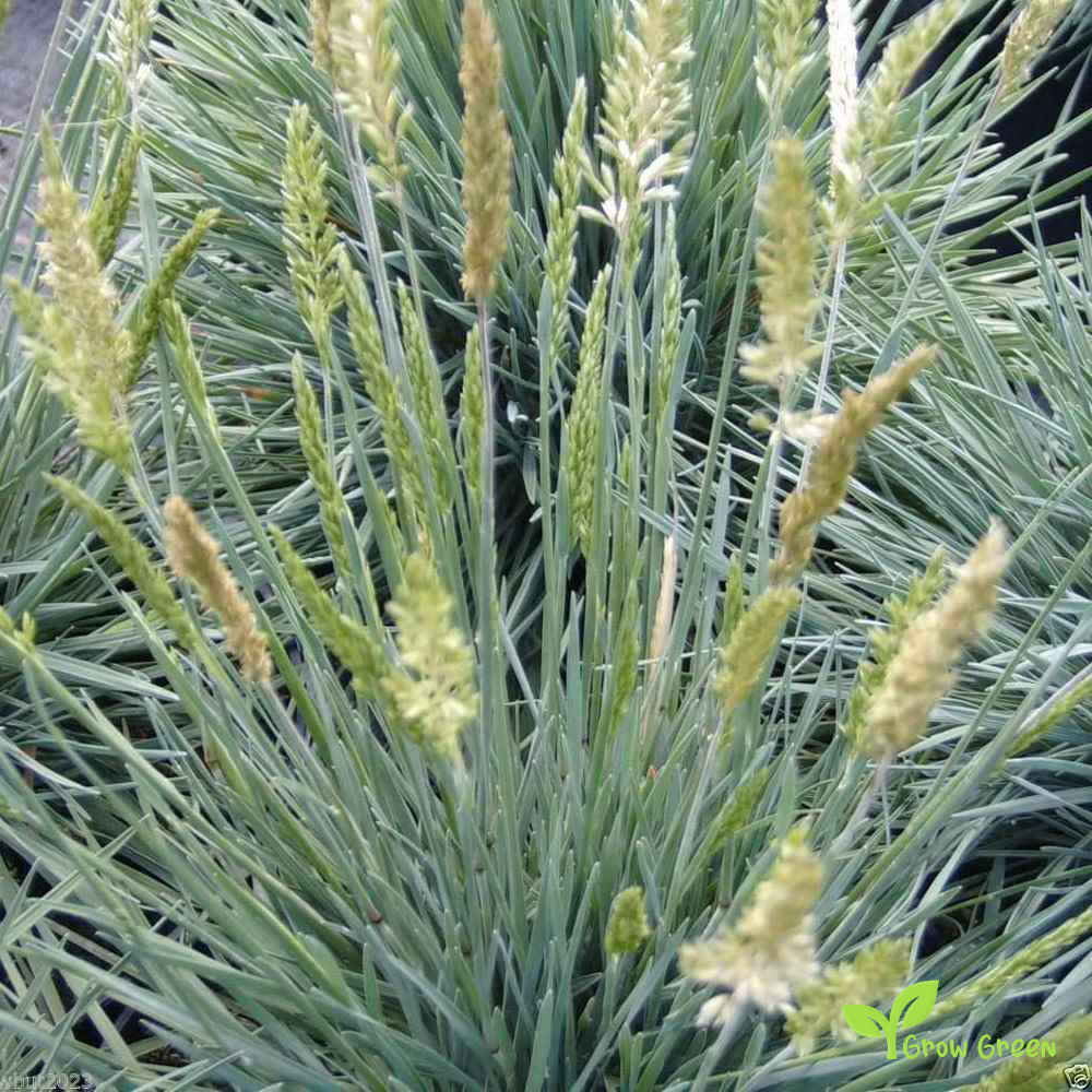 20 seeds of Blue Hair Grass SEEDS - KOELERIA GLAUCA + Gift 5 seeds of Sunflower