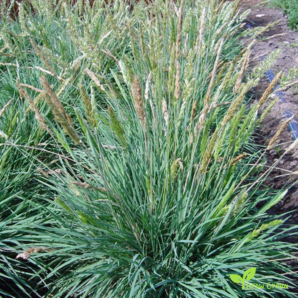 20 seeds of Blue Hair Grass SEEDS - KOELERIA GLAUCA + Gift 5 seeds of Sunflower