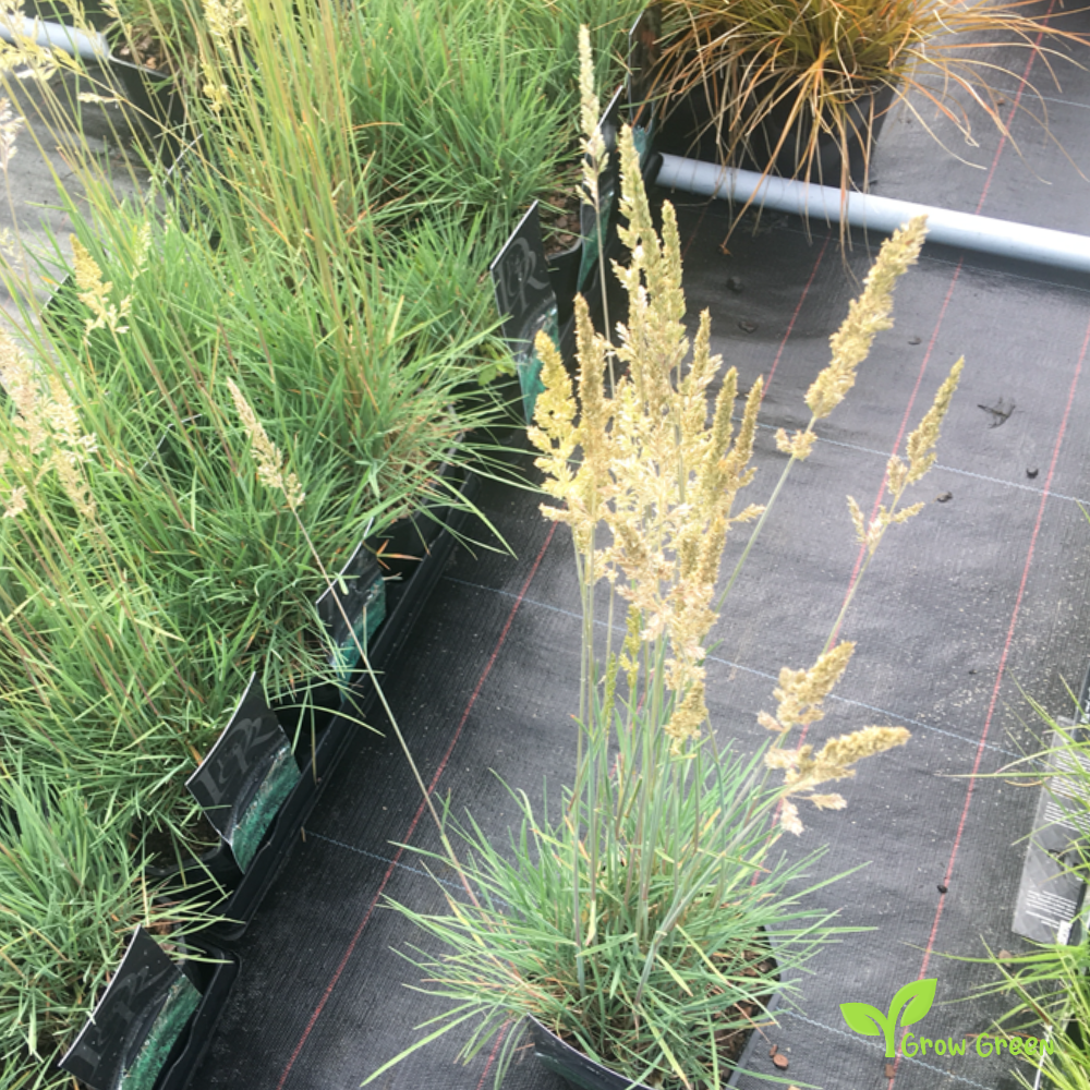 20 seeds of Blue Hair Grass SEEDS - KOELERIA GLAUCA + Gift 5 seeds of Sunflower