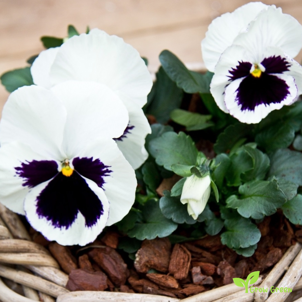 20 seeds of Garden Pansy Black & White - VIOLA WITTROCKIANA + Gift 5 seeds of Sunflower