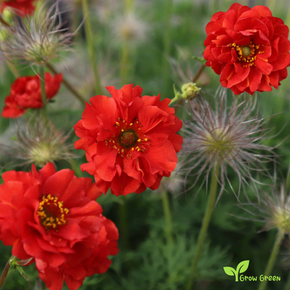 20 seeds of Geum Chiloense Mrs. Bradshaw - CHILOENSE HYBRIDUM + Gift 5 seeds of Sunflower
