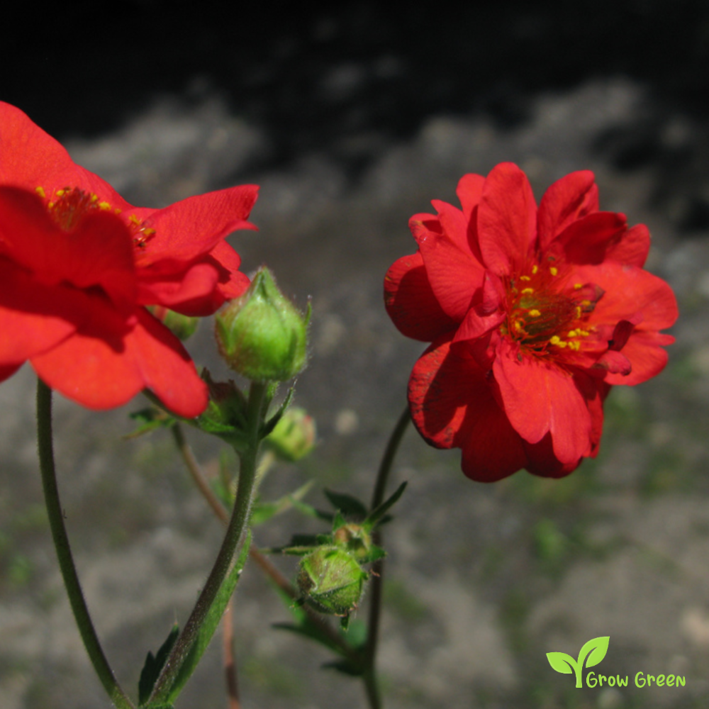 20 seeds of Geum Chiloense Mrs. Bradshaw - CHILOENSE HYBRIDUM + Gift 5 seeds of Sunflower