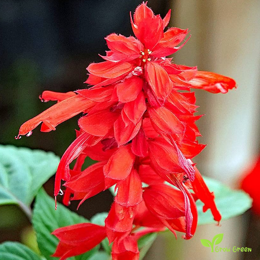 20 seeds of Scarlet Sage - SALVIA COCCINEA + Gift 5 seeds of Sunflower