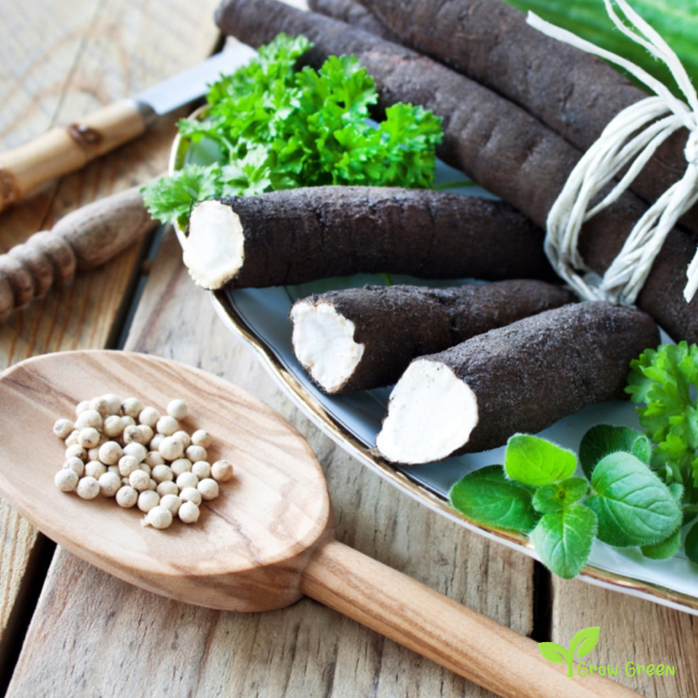 20 seeds of Scorzonera - PSEUDOPODOSPERMUM HISPANICUM Black Salsify + Gift 5 seeds of Sunflower