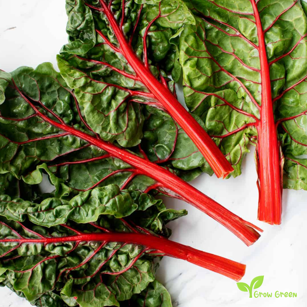 20 seeds of Red Swiss Chard - BETA VULGARIS - Virgo + Gift 5 seeds of Sunflower