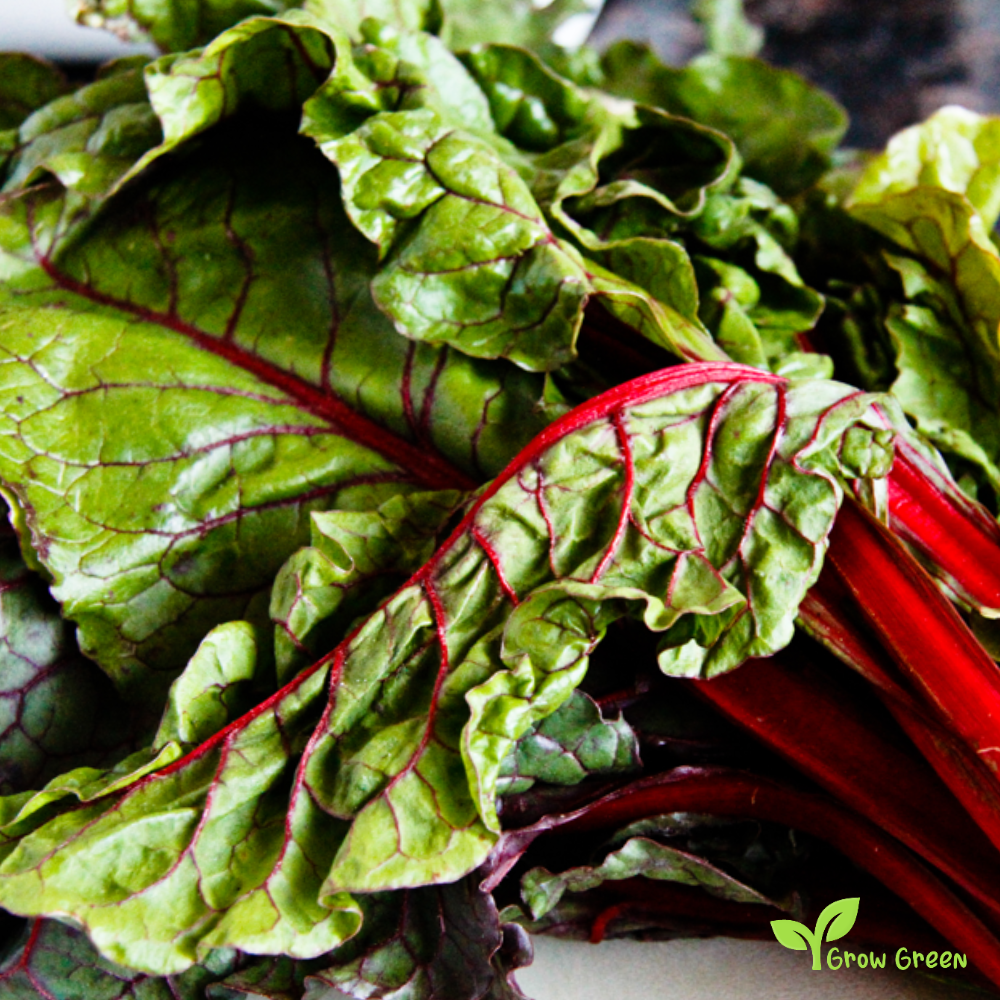 20 seeds of Red Swiss Chard - BETA VULGARIS - Virgo + Gift 5 seeds of Sunflower