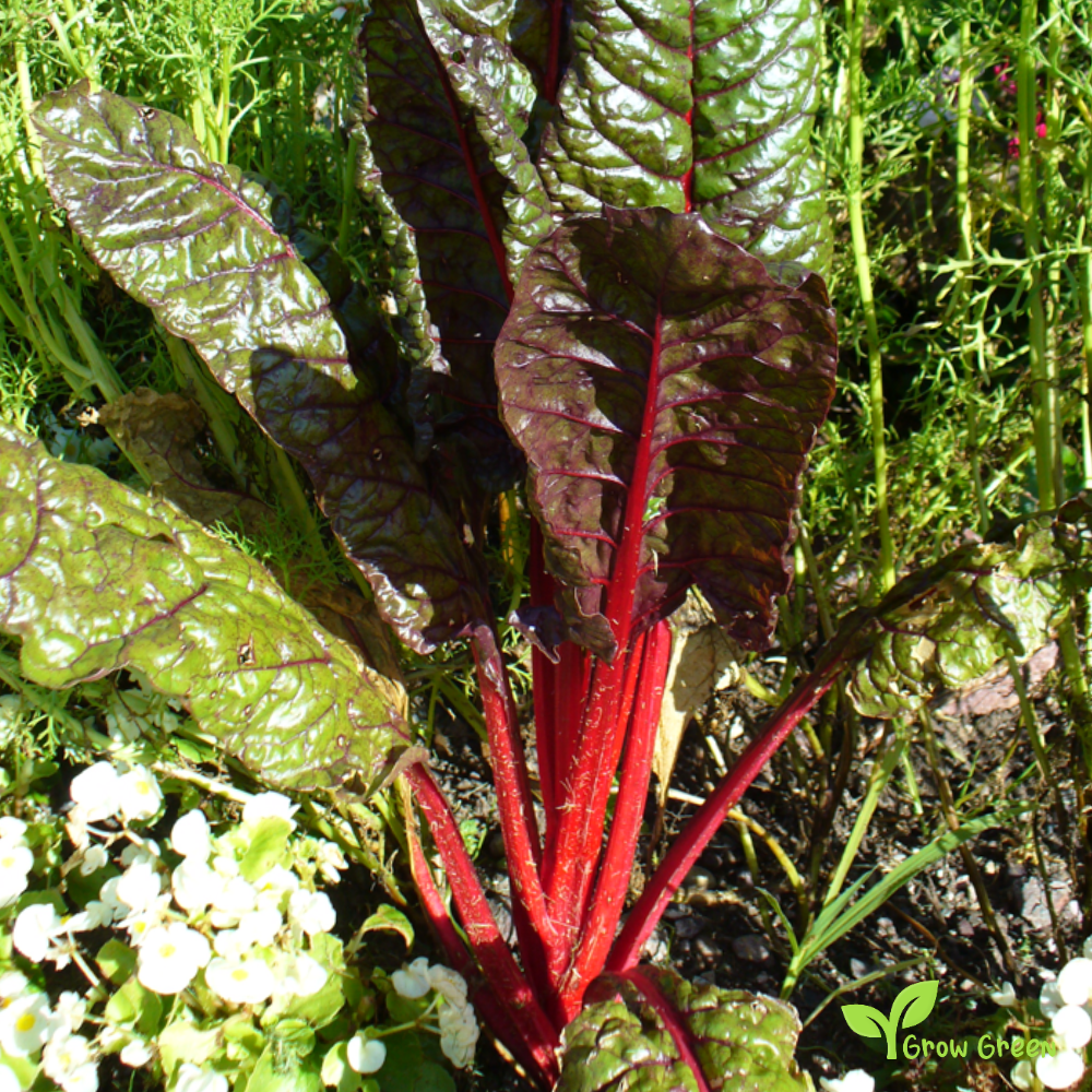 20 seeds of Red Swiss Chard - BETA VULGARIS - Virgo + Gift 5 seeds of Sunflower
