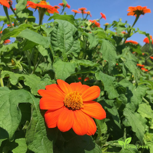 20 seeds of Mexican Sunflower - TITHONIA GOLDFINGER + Gift 5 seeds of Sunflower