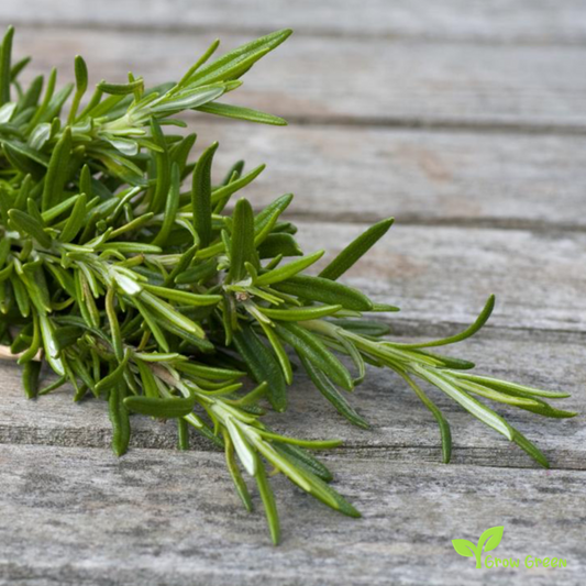 20 seeds of Rosemary - SALVIA ROSMARINUS + Gift 5 seeds of Sunflower