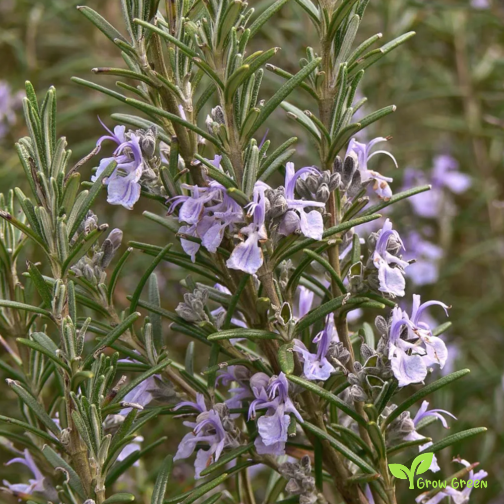 20 seeds of Rosemary - SALVIA ROSMARINUS + Gift 5 seeds of Sunflower