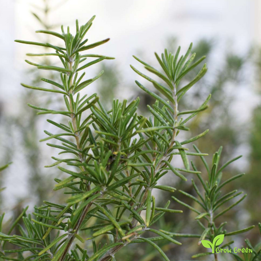 20 seeds of Rosemary - SALVIA ROSMARINUS + Gift 5 seeds of Sunflower