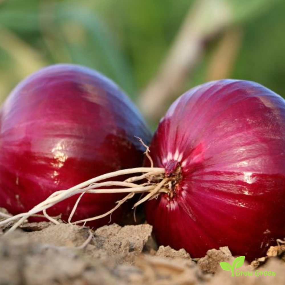 20 seeds of Red Onion Brunswick - ALLIUM CEPA + Gift 5 seeds of Sunflower