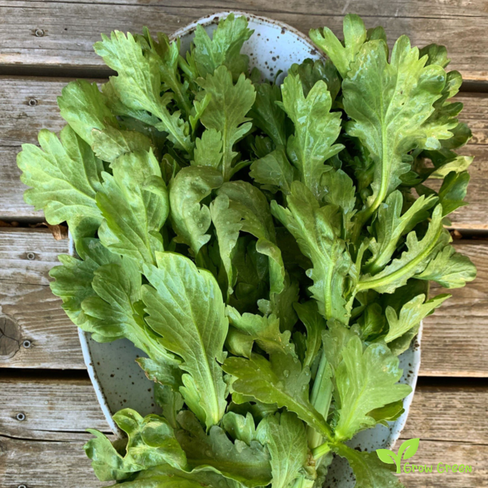 20 seeds of Shungiku - GLEBIONIS CORONARIA - Chrysanthemum + Gift 5 seeds of Sunflower